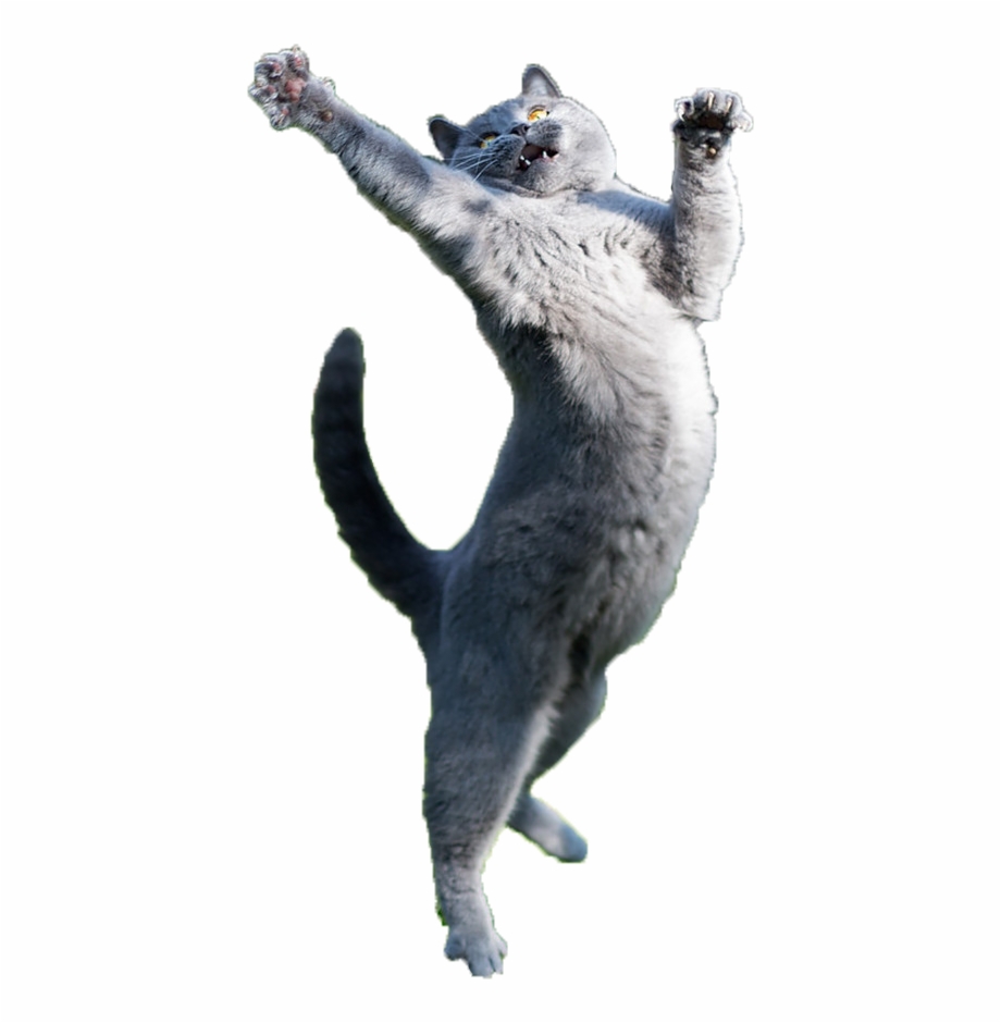 Clip Art Just Some Fabulous Cats Cat Jumping