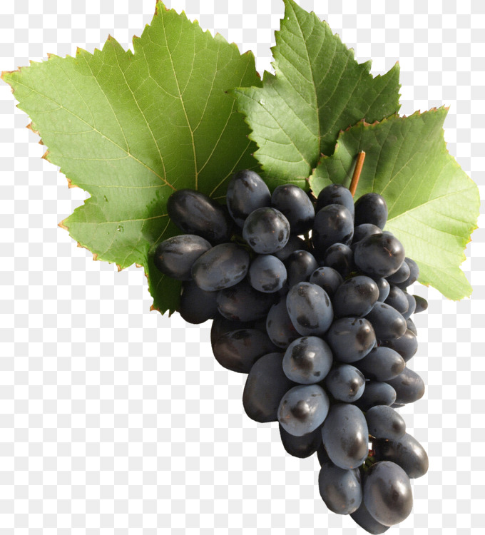 Grape Vine Png
