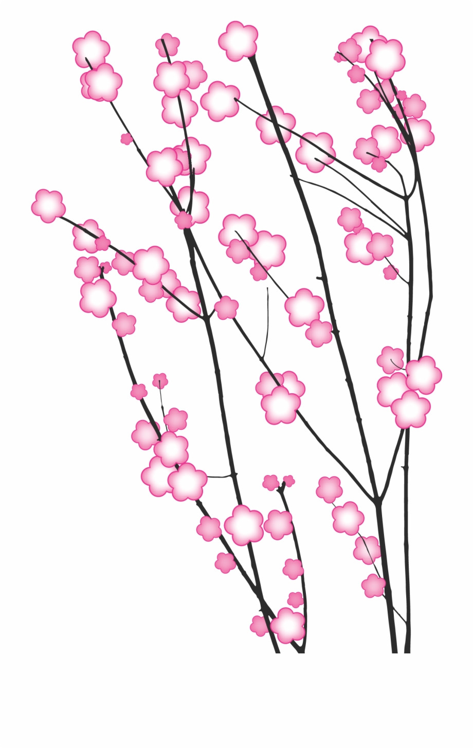 Cherry Blossom Illustrations Png