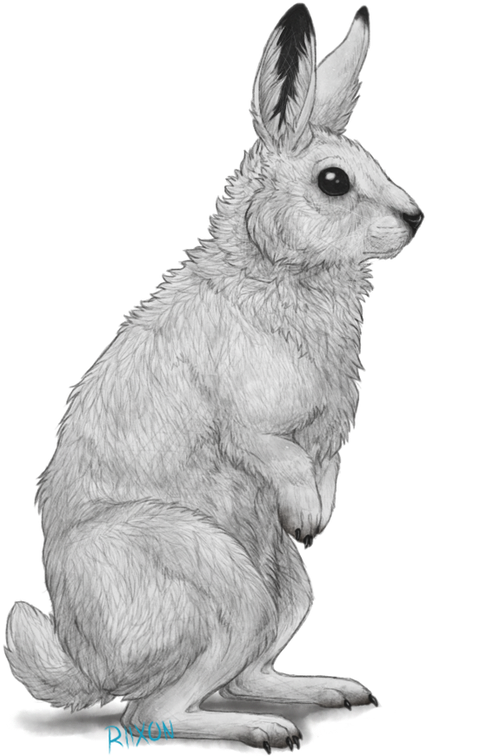 Clipart Free Library Clipart Arctic Hare Clipart Png