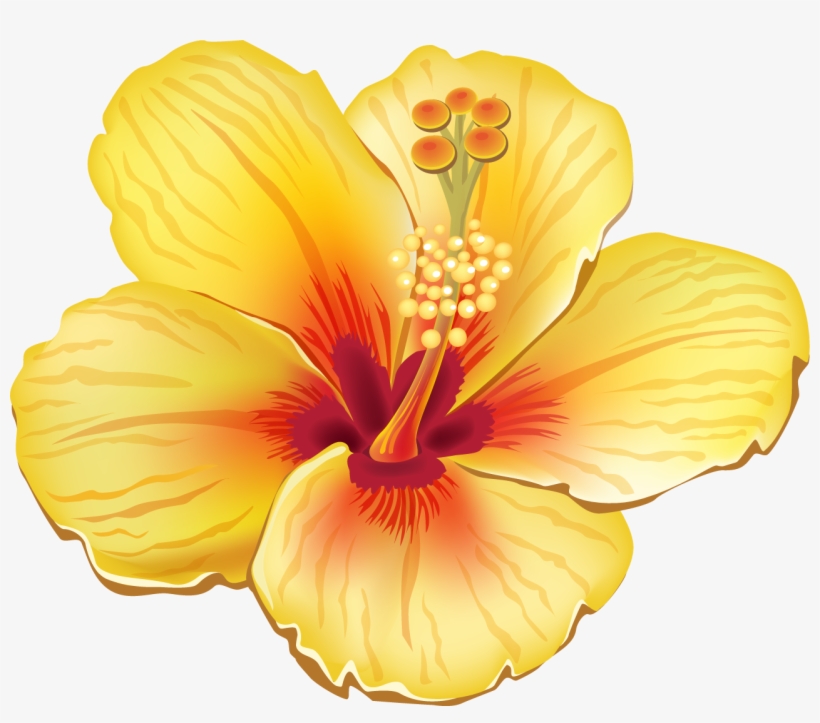Tropical Flowers Png