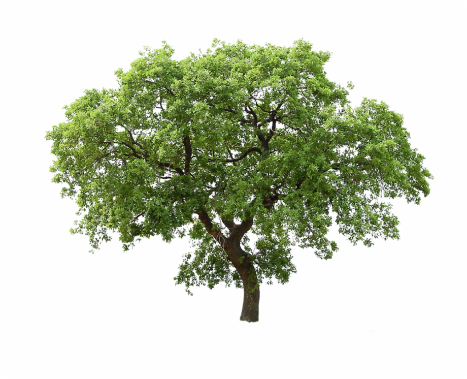 Transparent Background Png Tree