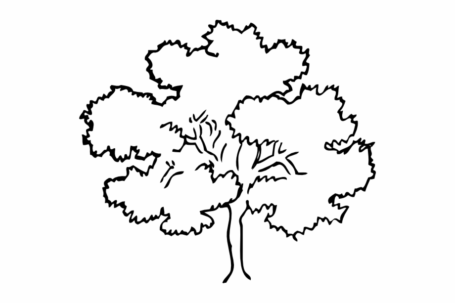 oak tree drawing easy
