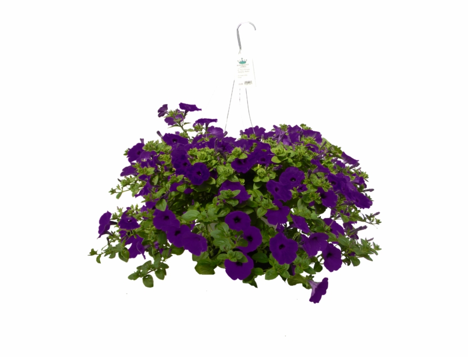 75 Wave Petunia Hanging Basket Purple Pericallis