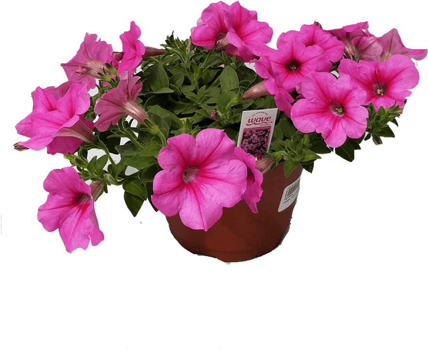 Clip Arts Related To : Mexican Petunia. 
