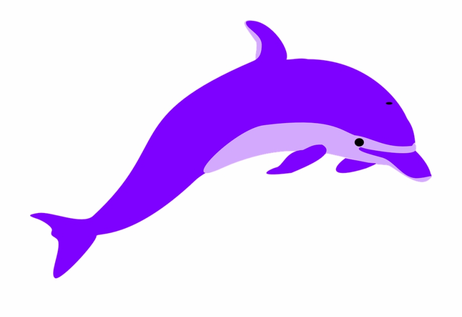 dolphin clipart png
