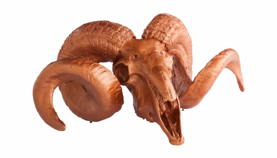 Gold Leaf Resin Ram Skull With Horns On