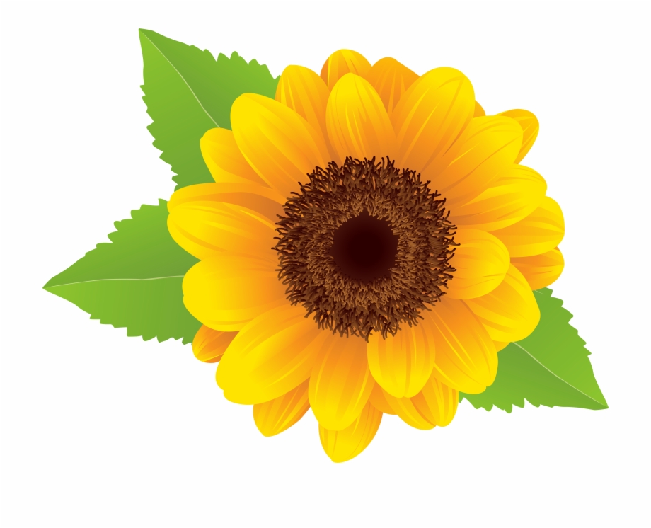 Sunflower Png Clip Art Image