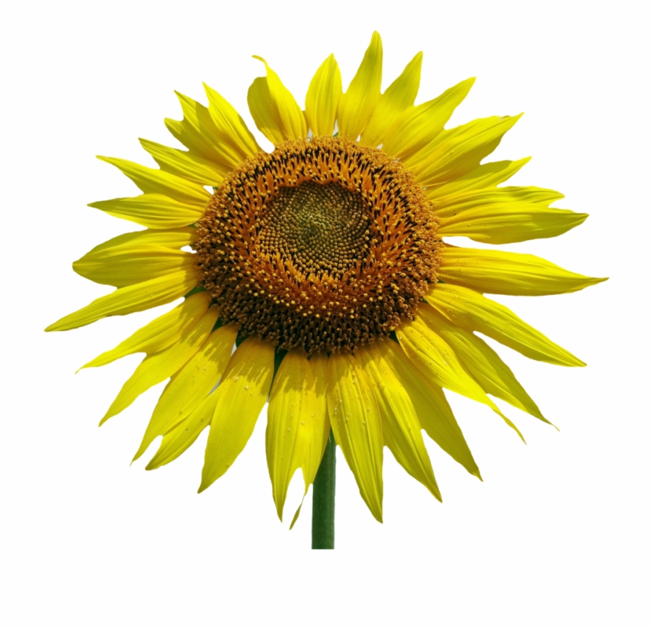 Free Sunflower Flower Png Image Common Sunflower