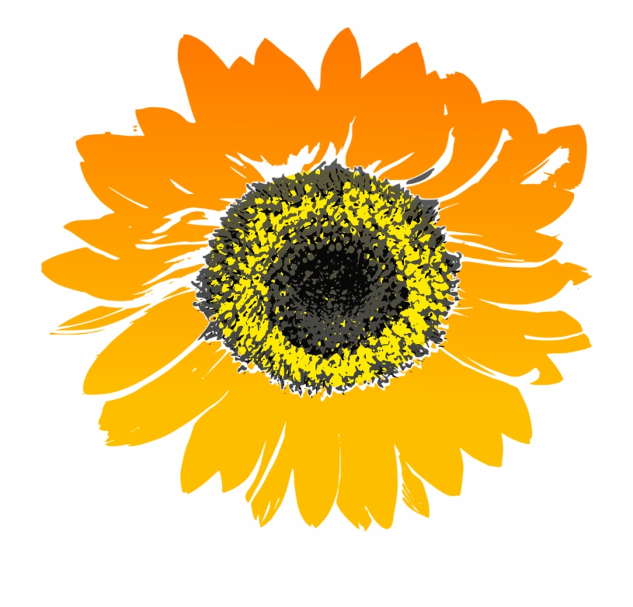 Sunflower Sunflower Clipart Free