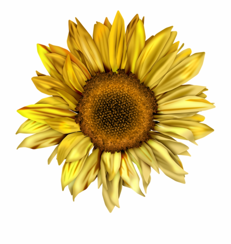 Clipart Royalty Free Sunflowers Clipart Swag Sunflower Png