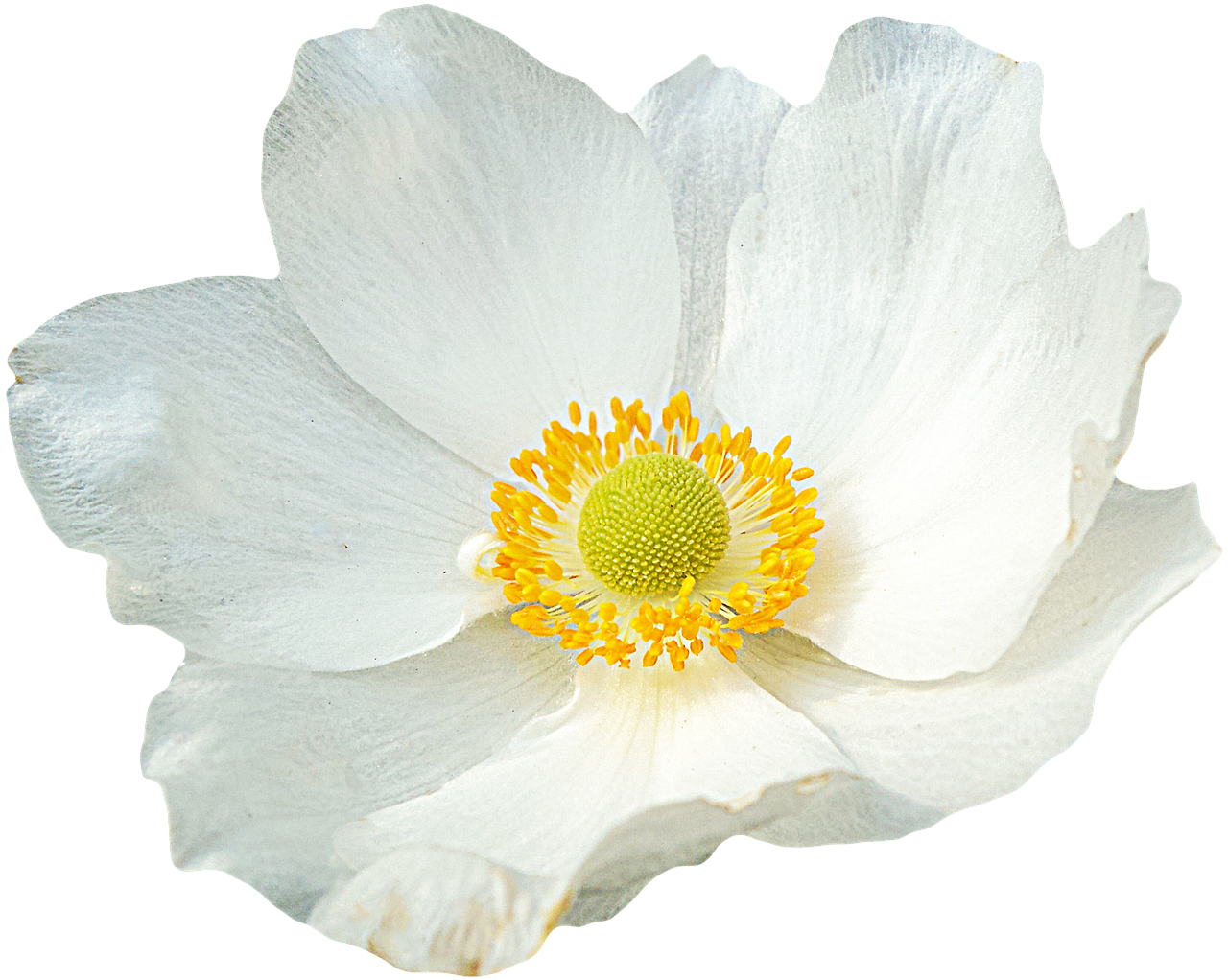 Laminated Poster Png Graphics Flower Anemone Clipping Flowers