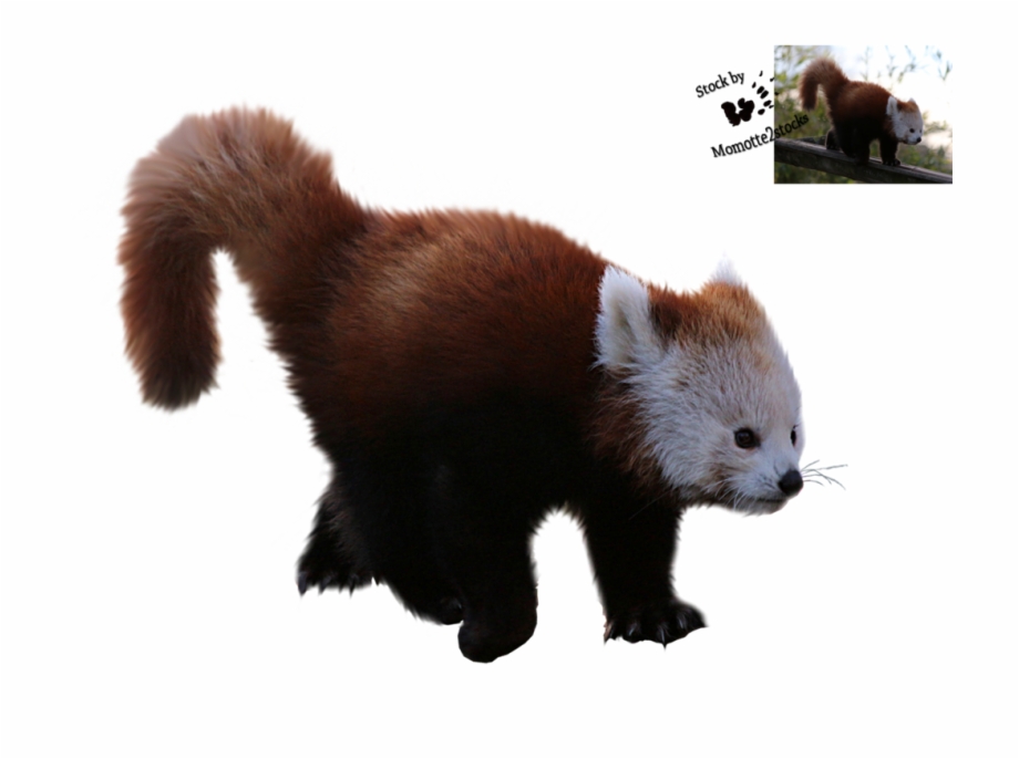 Red Panda Giant Panda Desktop Wallpaper Fur Png