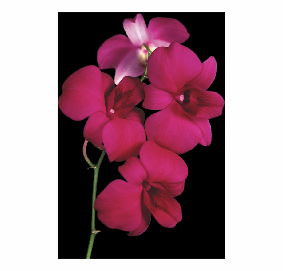 Free Orchid Pngs Png Orchid Transparent