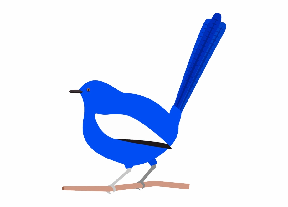 Australian Birds Illustration