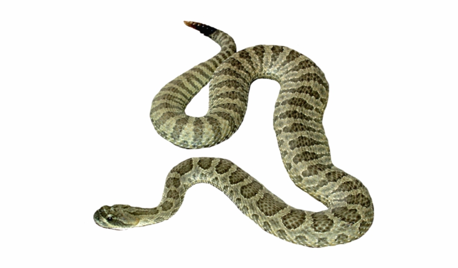 Snake Icon Transparent Image Snake With No Background