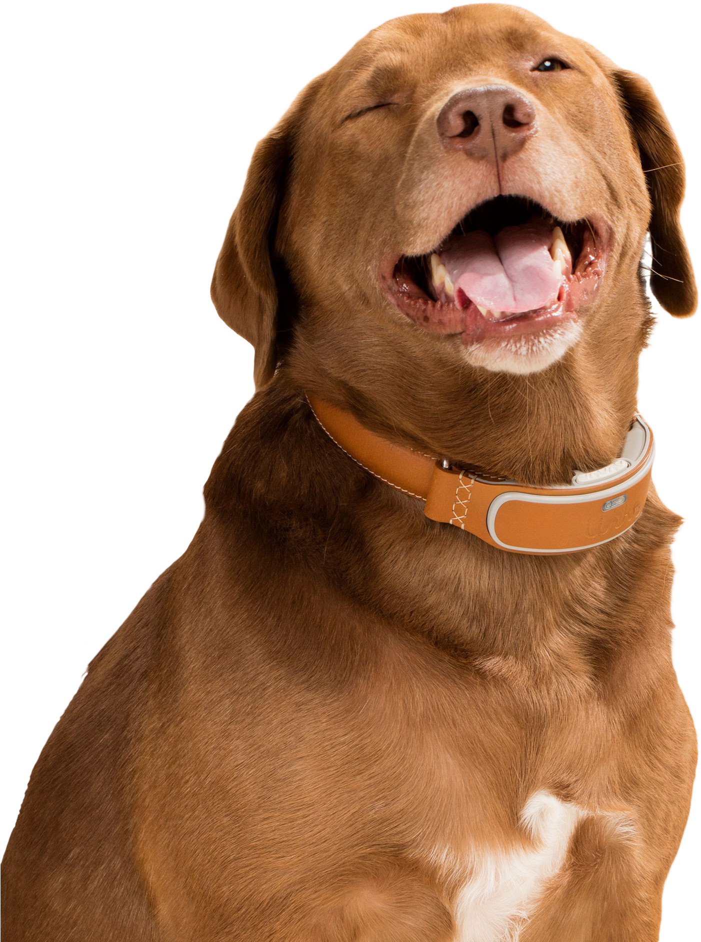 Happy April Fools Day Dog With Smart Collar