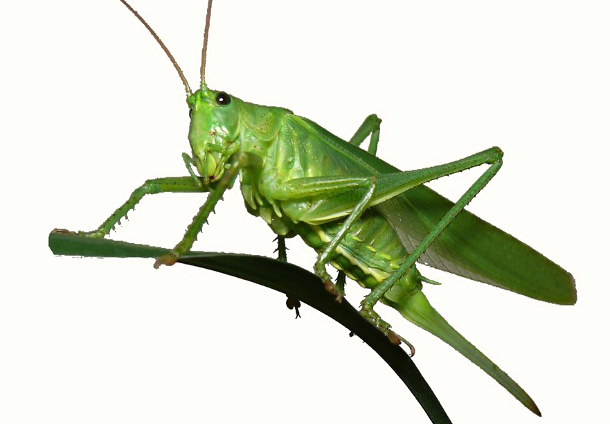 Green Grasshopper Png Hd Quality Chinese Grasshopper