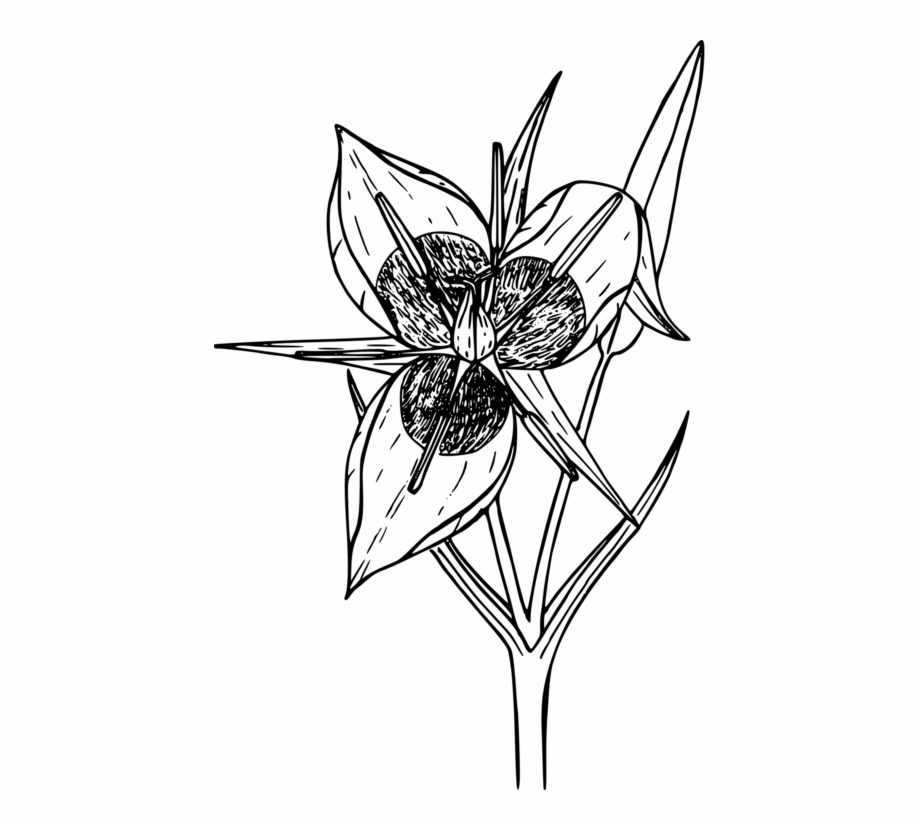 Floral Design Line Art Flower Drawing Coloring Pages