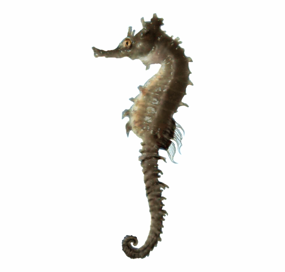 Free Icons Png Sea Horse Hd Png
