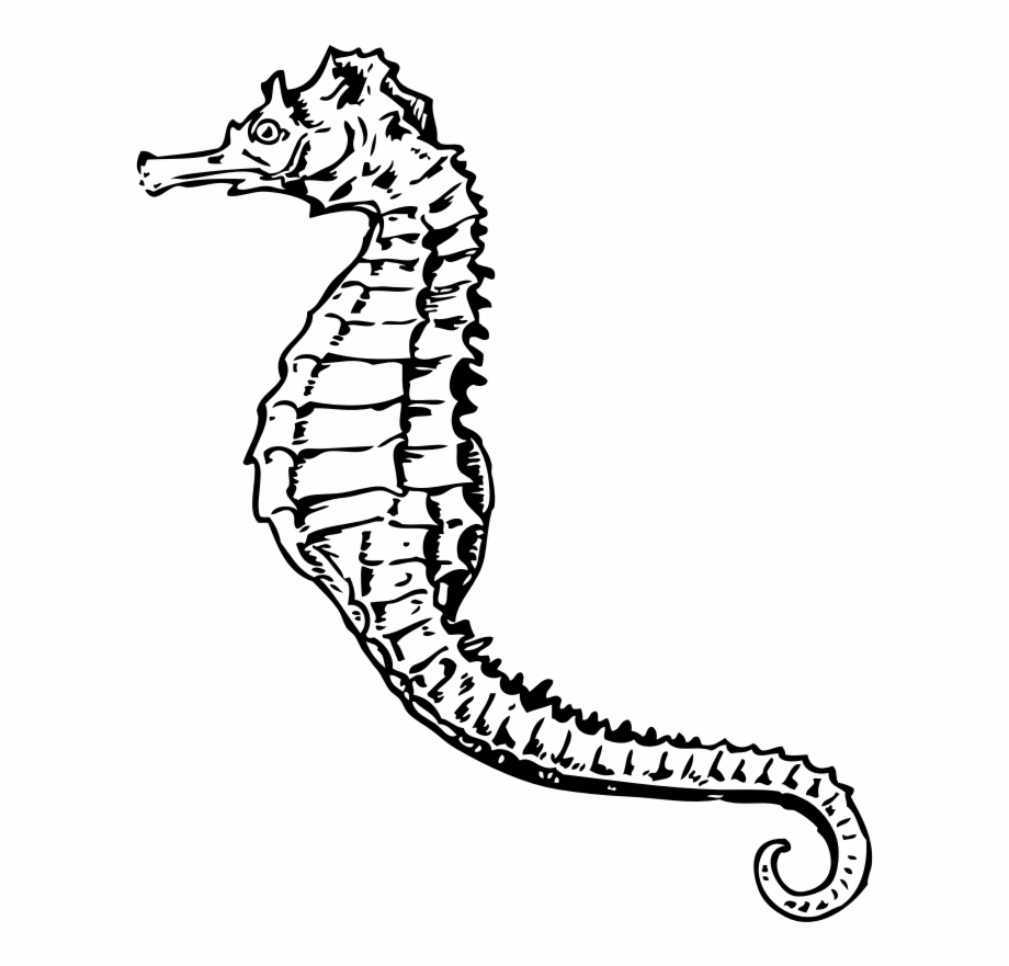 Drawing Seahorse Underwater Seahorse Black And White