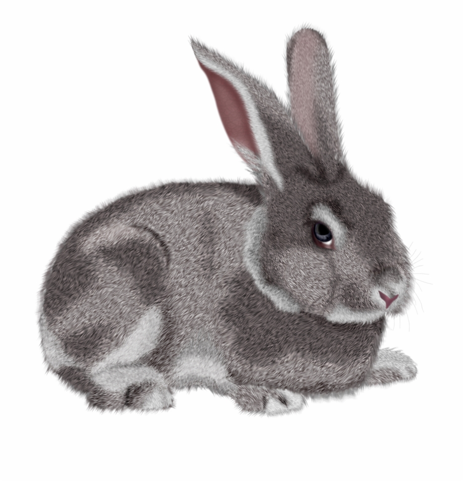 Grey Rabbit Clipart Picture Png Transparent Background Rabbit