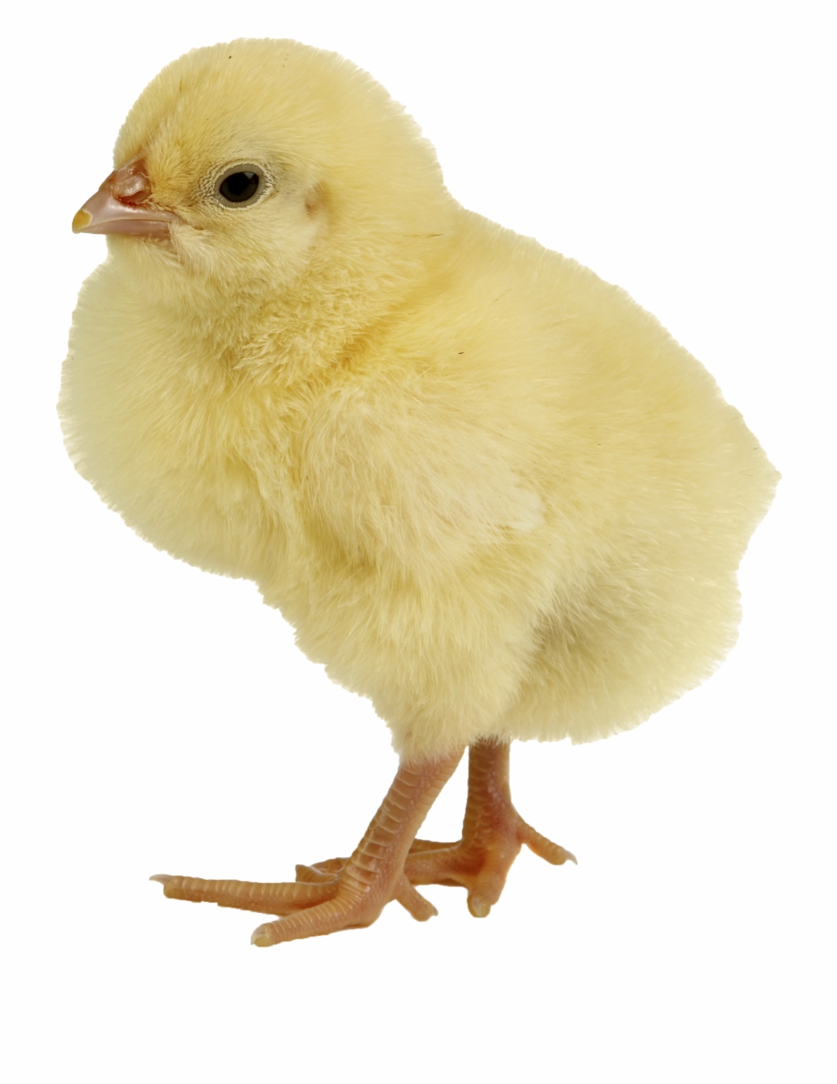 Yao Ming Face Png Baby Chick Transparent Png