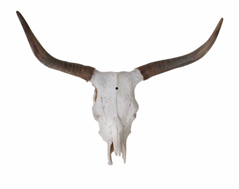 Bull Png Horn
