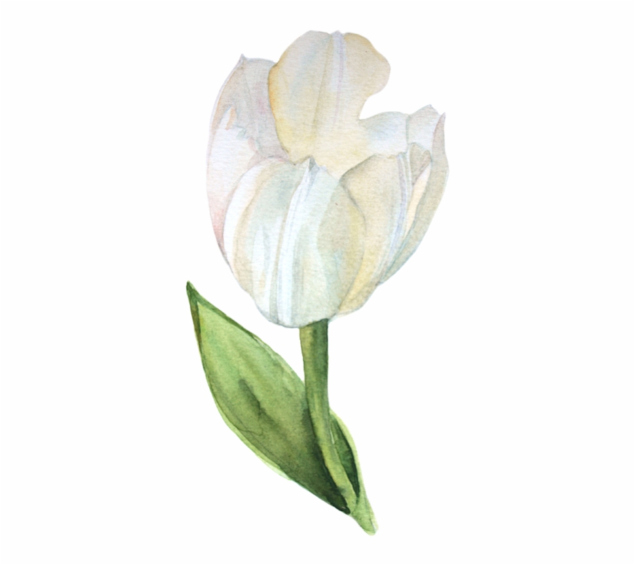 Watercolor Tulips Transparent Watercolor White Flower