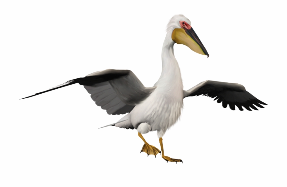Pelican Png Water Bird Png