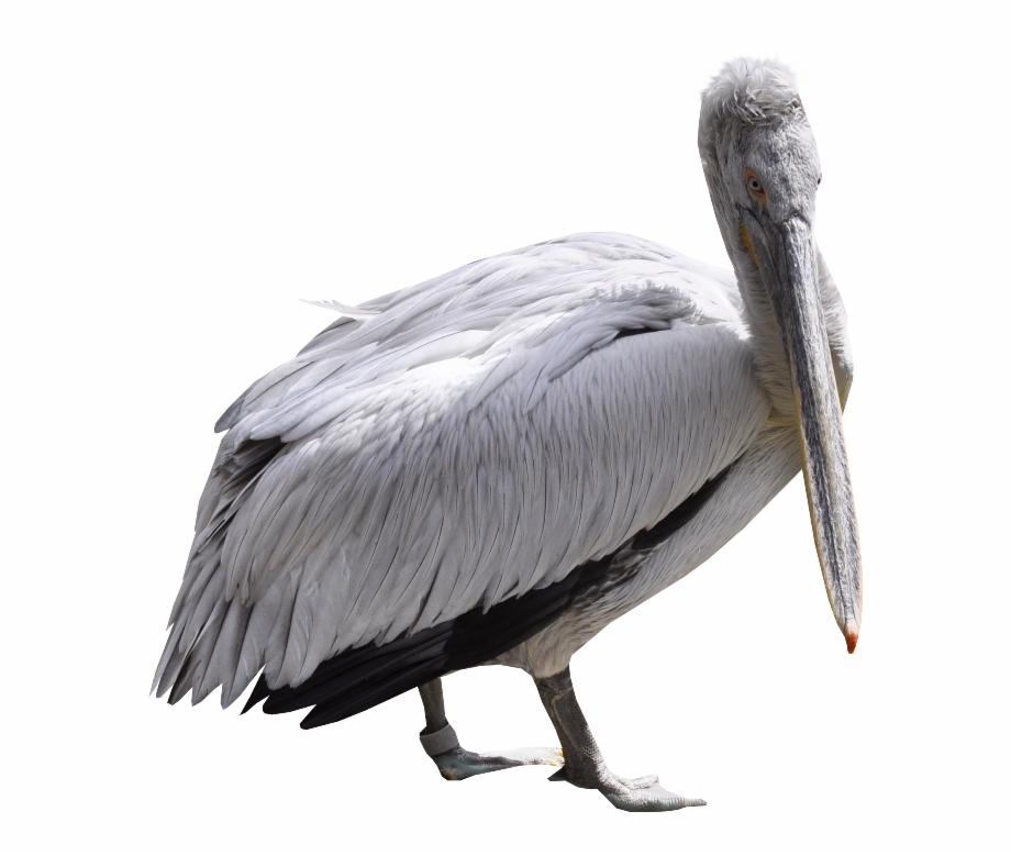 Pelican Png Download Png Image With Transparent Background