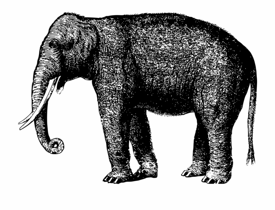 Animal Elephant Mammal 