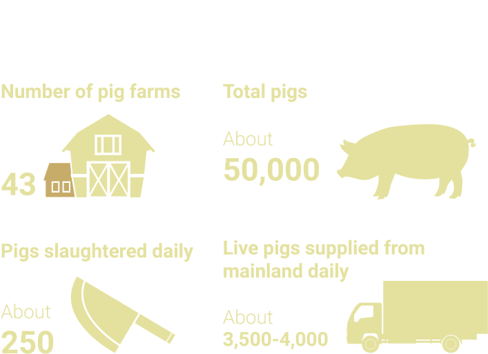 A Pigs Life Domestic Pig