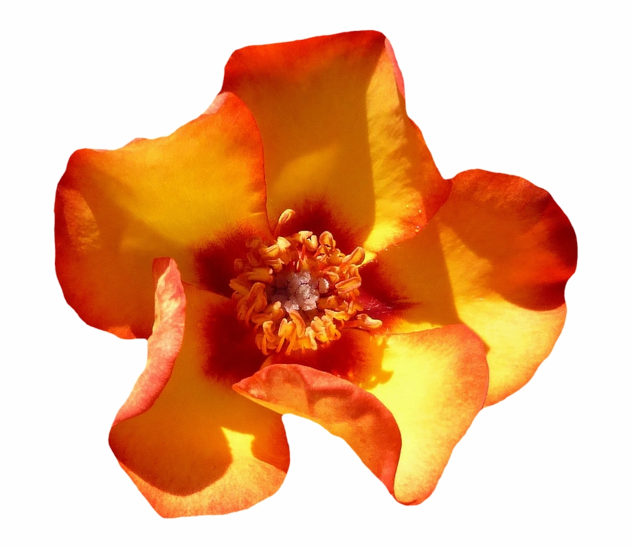 Rose Orange Blossom Bloom Flower Orange Roses Orange