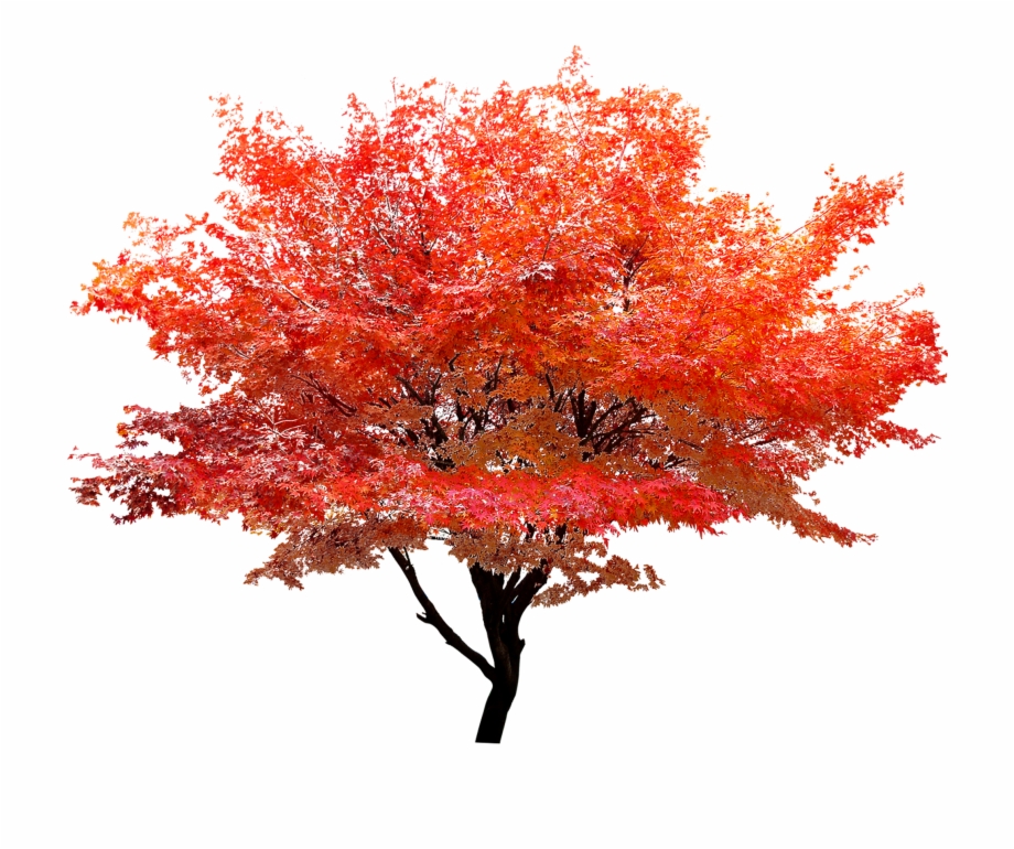 Red Maple Png Tree Color Png