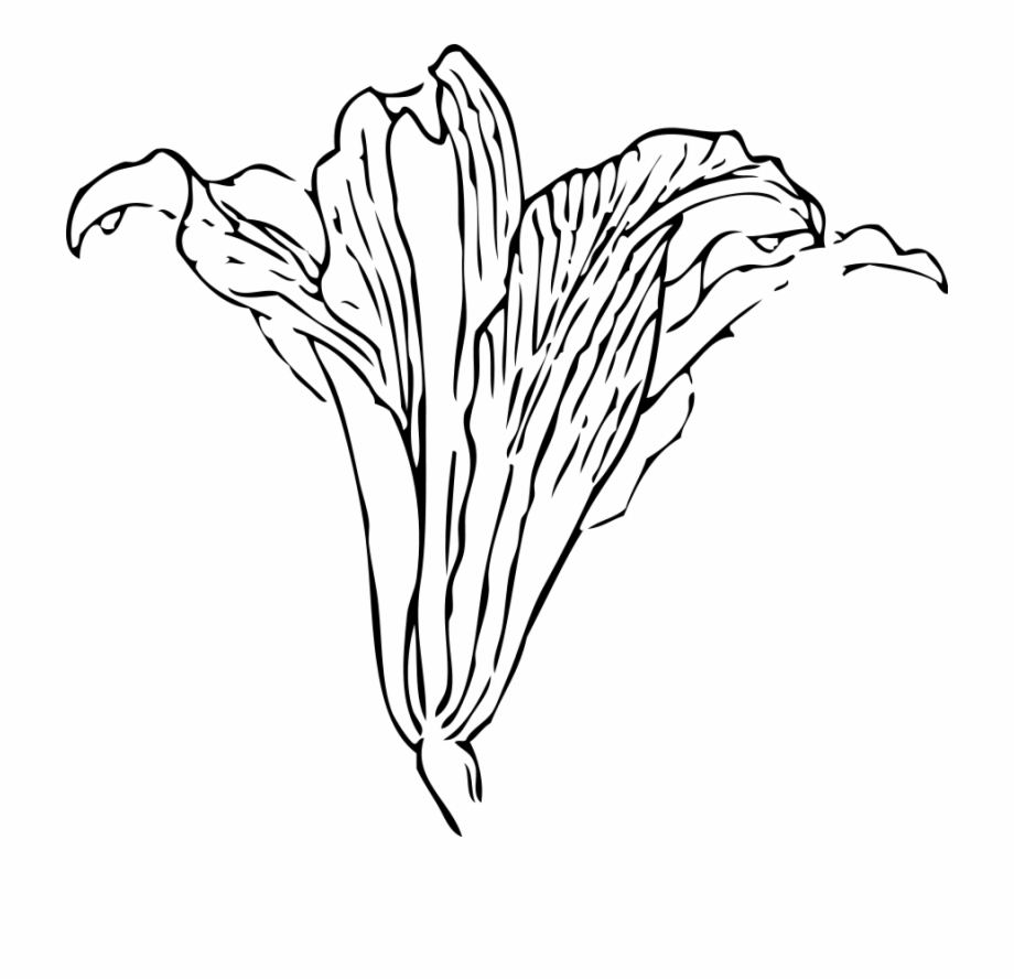 Blossom Png Outline Pictures Easter Lilies