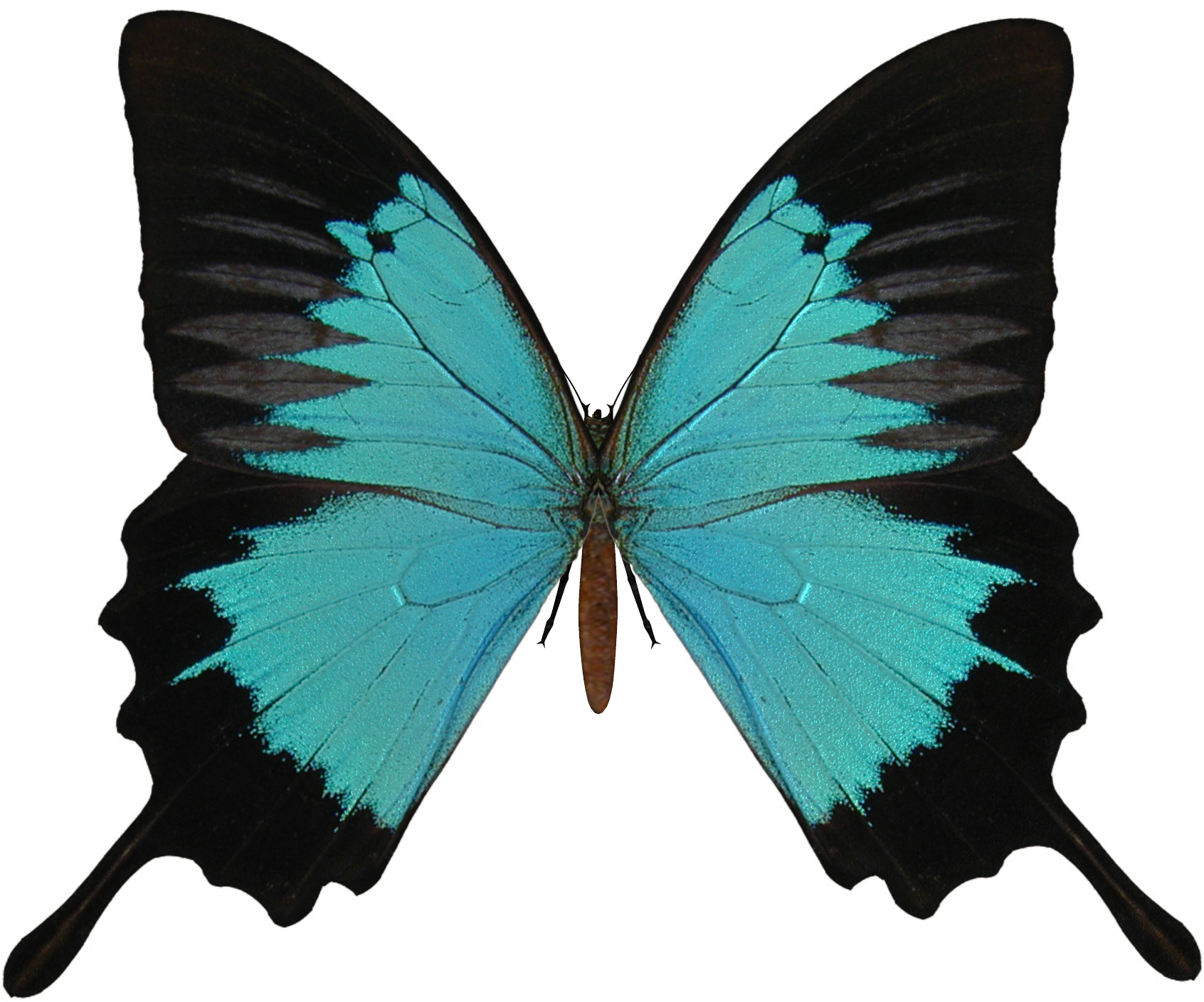 Butterfly Png Image Butterfly Wings Transparent Background