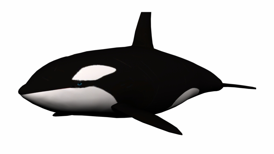Whale Png Killer Whale Clipart No Background