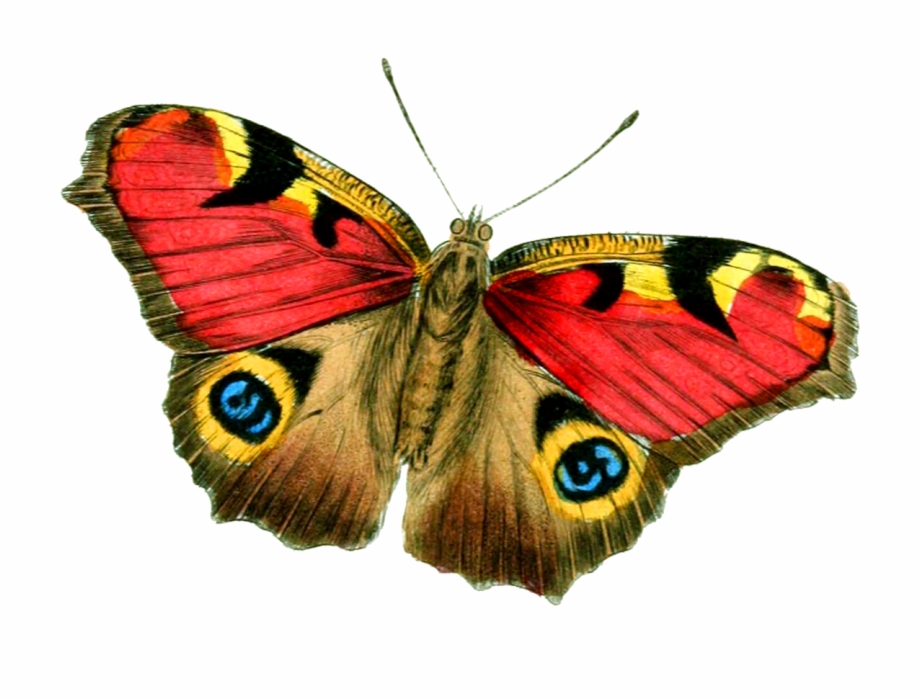 Butterfly Png Big Size
