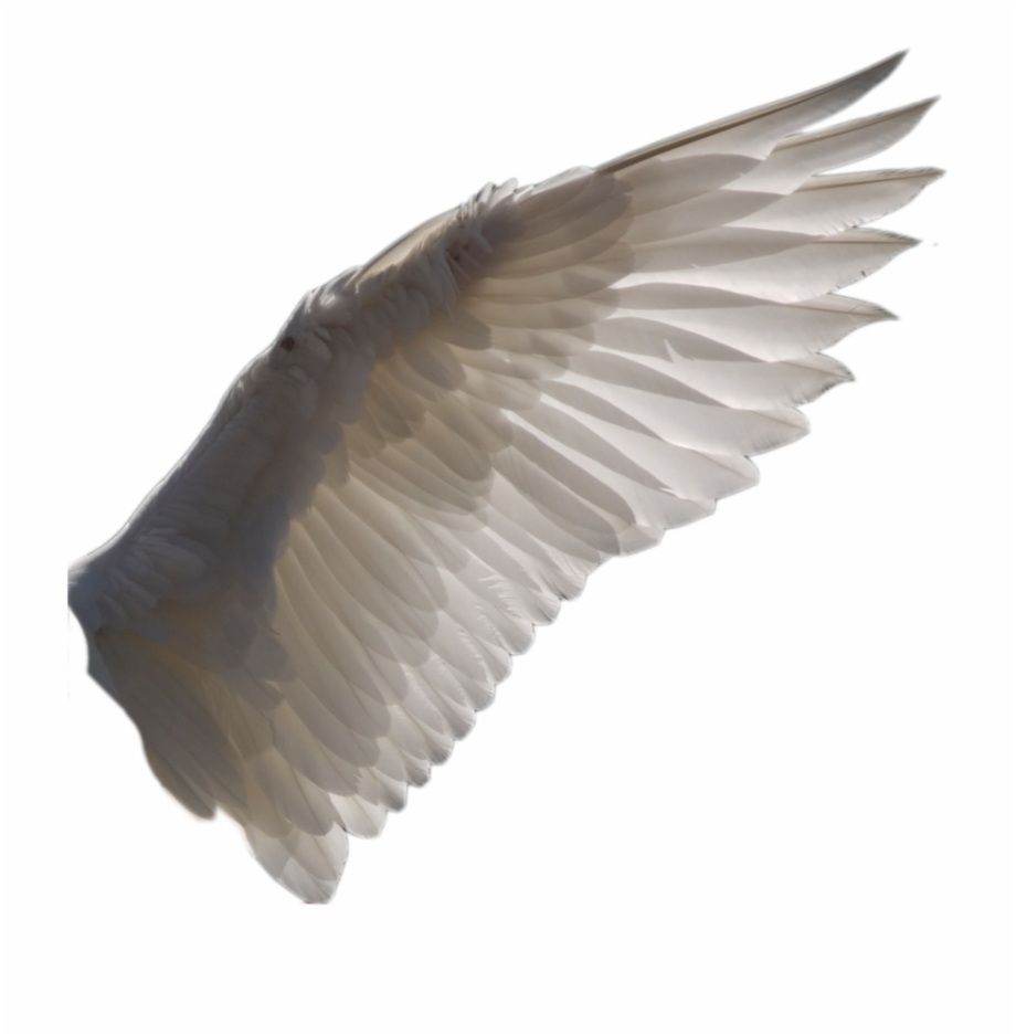 Wing Png By Bird Wing Transparent Background