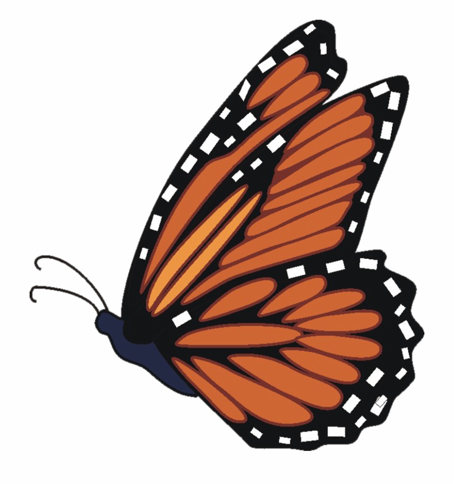 Butterfly Transparent Free Butterfly Images Download Monarch Butterfly
