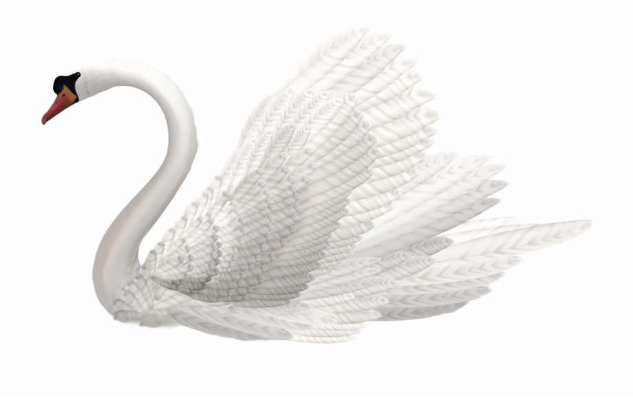 White Png Image Best Web Swan Hd Png