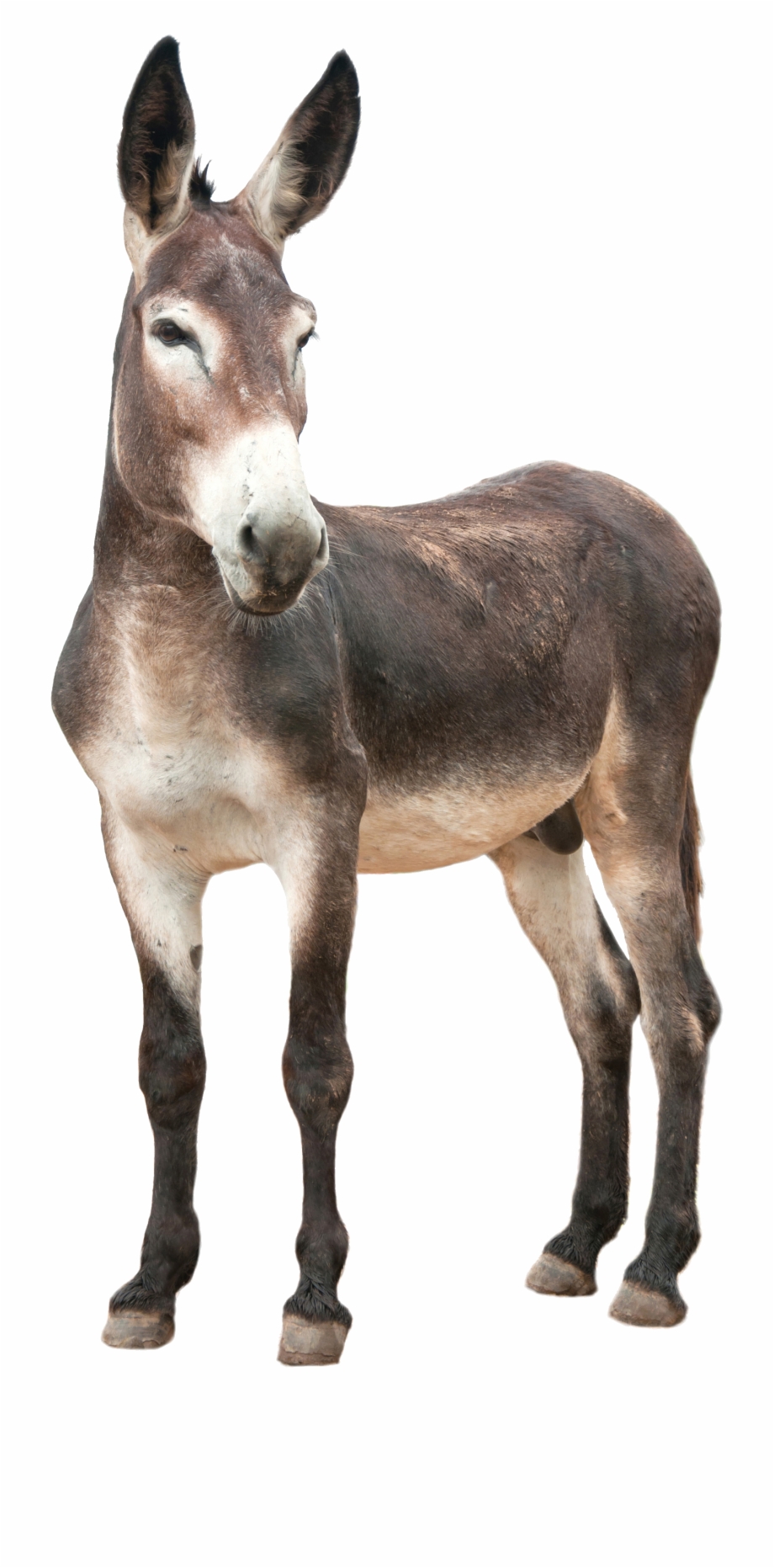 Donkey Ass Png Donkey Transparent Png