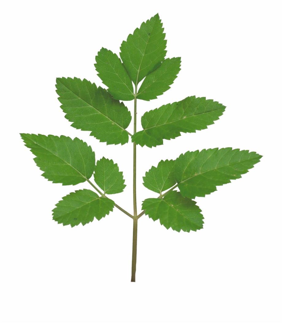 Vegetation Smallplant 21 Leaves Branch Tree Texture