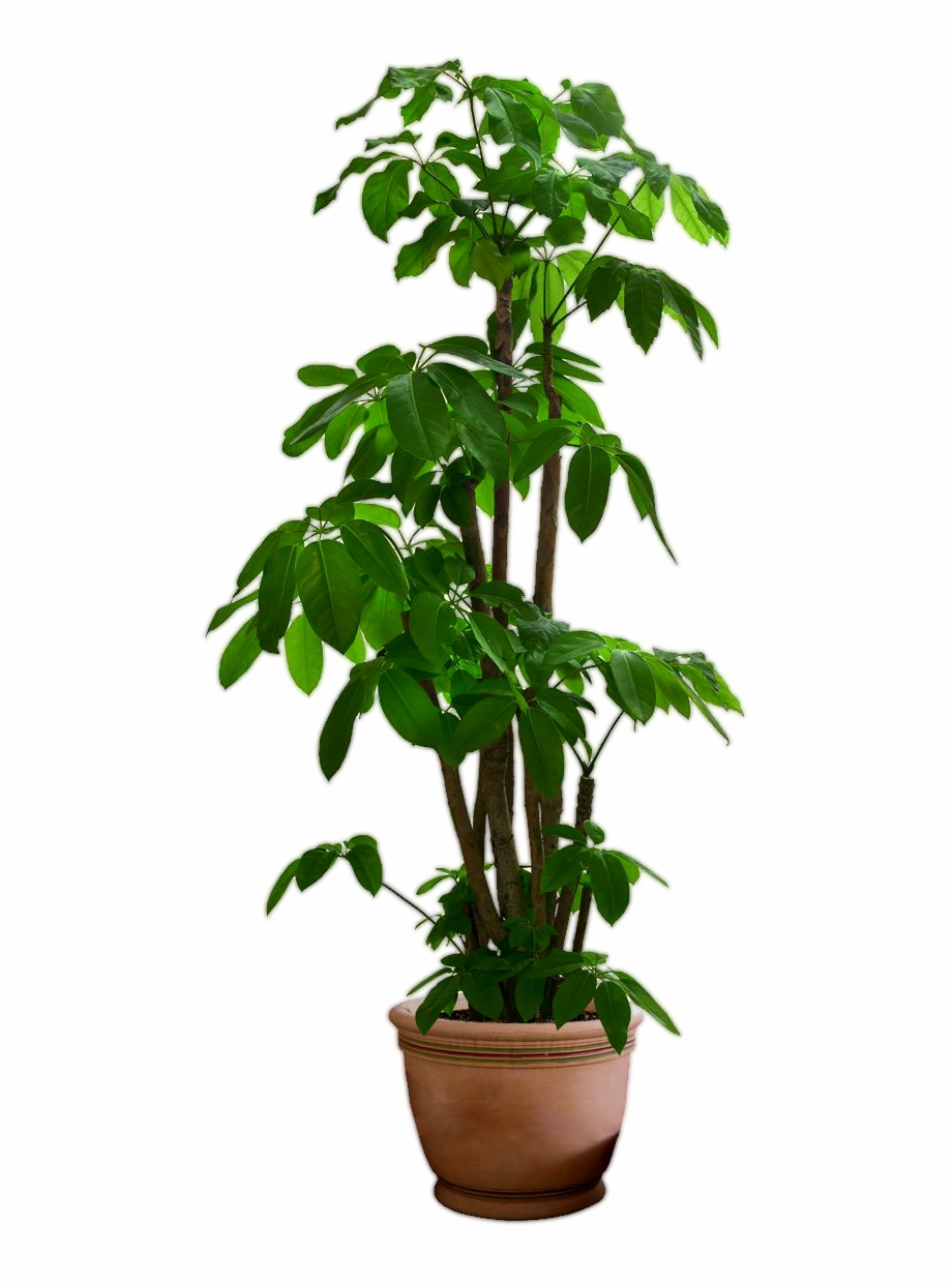 Free Potted Plant Transparent Background, Download Free ...