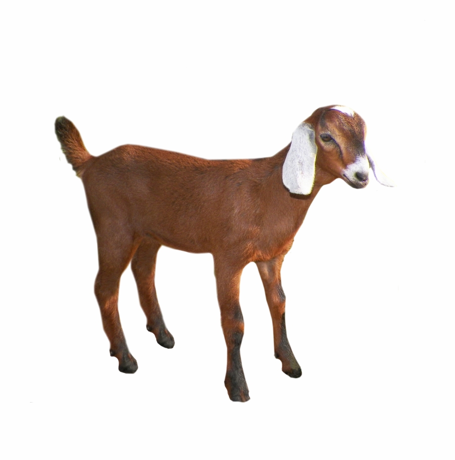 Goat Png Transparent Goat 