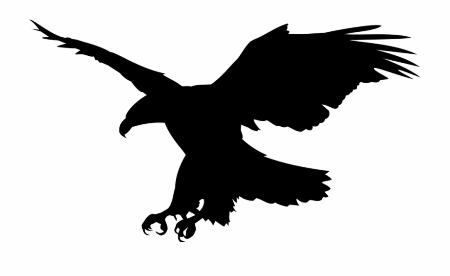 White Tailed Eagle Clipart Public Domain Aguia Formato