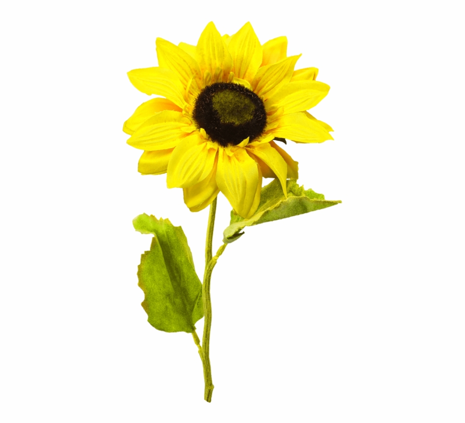 Sunflowers Png One Sunflower Png