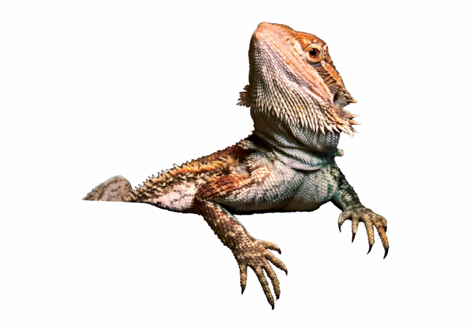 Bearded Dragon Clipart Bearded Dragon Png