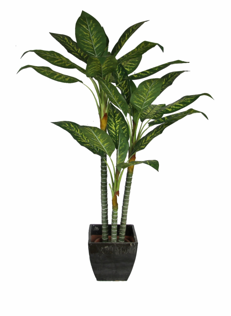 Office Plant Png Transparent Background Potted House Plant